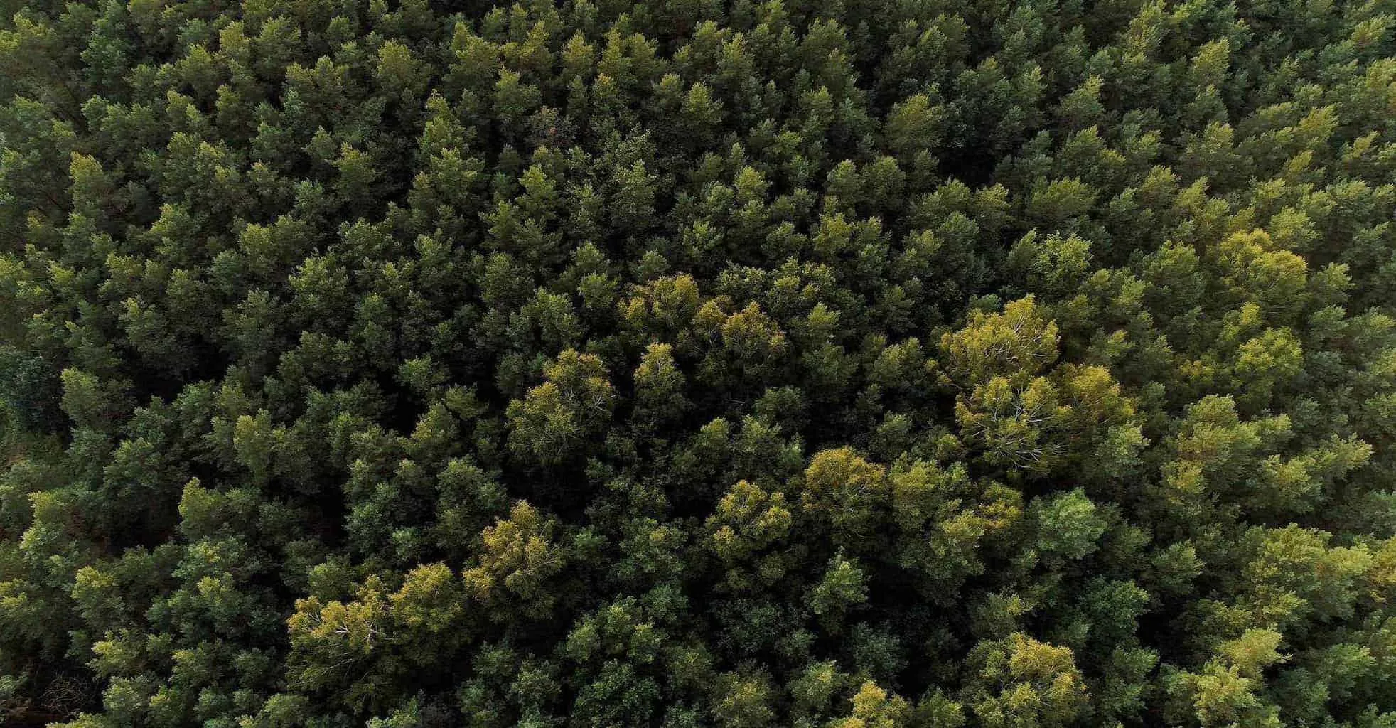 What Is Evergreen Content?