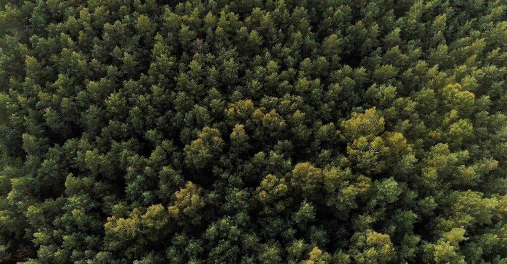 What Is Evergreen Content?